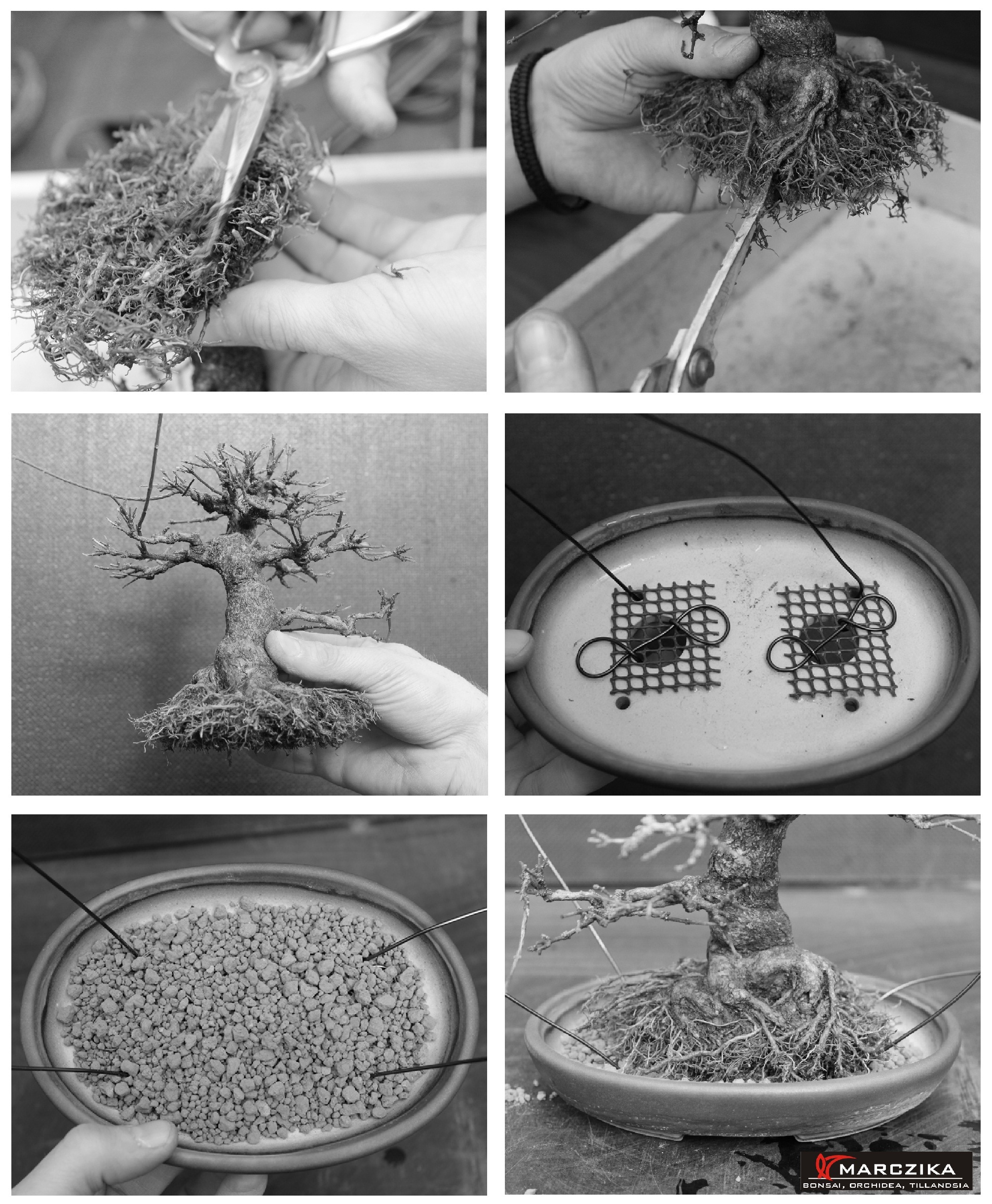 bonsai gyökérmetszése, bonsai bonsai tálban való elhelyezése, bonsai drén réteg Shohin bonsai gyökérmetszése bonsai ollóval, és a bonsai bonsai tálban való elhelyezése, bonsai drén rétegre ültetve.